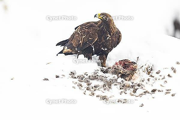 Golden eagle (Aquila chrysaetos) feeds on deer carcasses Austria [IBR124636267]