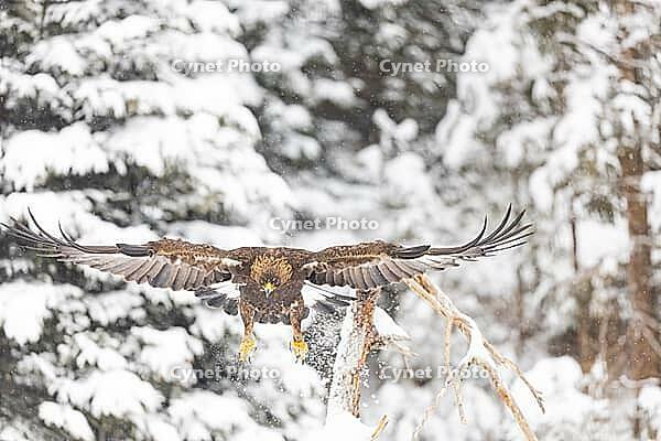 Golden eagle (Aquila chrysaetos) feeds on deer carcasses Austria [IBR124636268]