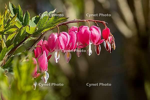 Pink tearing heart flowers (Lamprocapnos spectabilis) hanging from a curved stem, Ternitz, Lower Austria, Austria [IBR124636278]