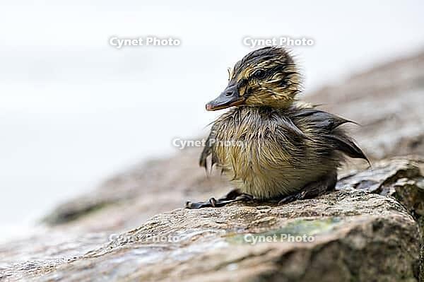 Zoology, freshly hatched mallard chick, wet mallard chick sitting on stone, exhausted mallard chick, drenched mallard chick, tired and sad mallard chick, mallard chick has lost its mother, Nötzliwiese, Dietikon, Switzerland [IBR124636288]