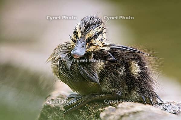 Zoology, freshly hatched mallard chick, wet mallard chick sitting on stone, exhausted mallard chick, drenched mallard chick, tired and sad mallard chick, mallard chick has lost its mother, Nötzliwiese, Dietikon, Switzerland [IBR124636289]