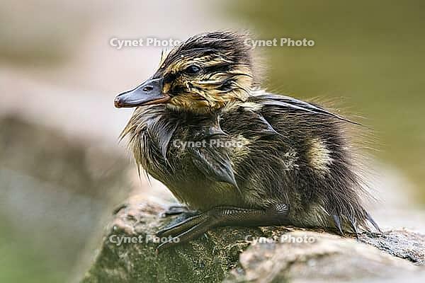 Zoology, freshly hatched mallard chick, wet mallard chick sitting on stone, exhausted mallard chick, drenched mallard chick, tired and sad mallard chick, mallard chick has lost its mother, Nötzliwiese, Dietikon, Switzerland [IBR124636290]