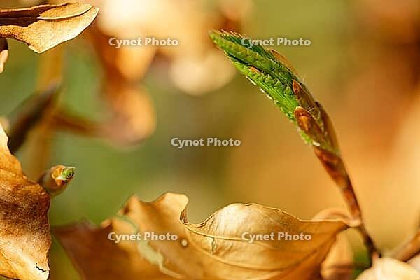 Freshly sprouting copper beech (Fagus silvatica), Kempen, North Rhine-Westphalia, Germany [IBR124637622]