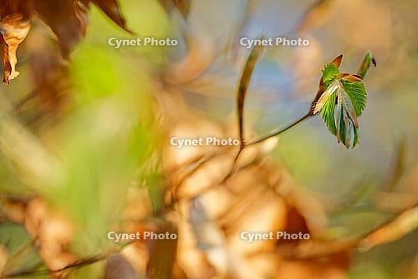 Freshly sprouting copper beech (Fagus silvatica), Kempen, North Rhine-Westphalia, Germany [IBR124637623]