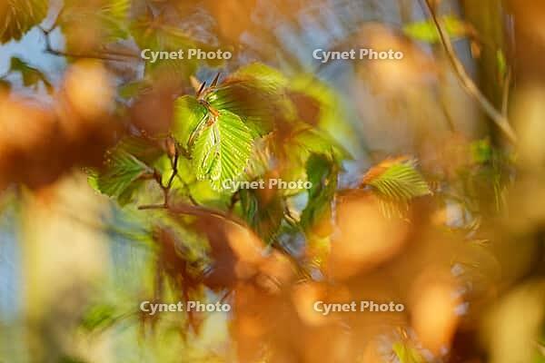 Freshly sprouting copper beech (Fagus silvatica), Kempen, North Rhine-Westphalia, Germany [IBR124637626]