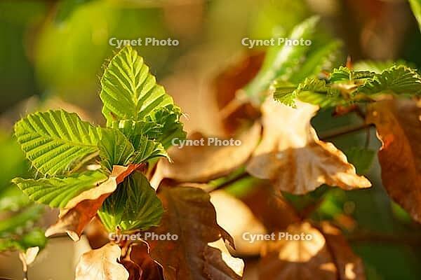 Freshly sprouting copper beech (Fagus silvatica), Kempen, North Rhine-Westphalia, Germany [IBR124637627]