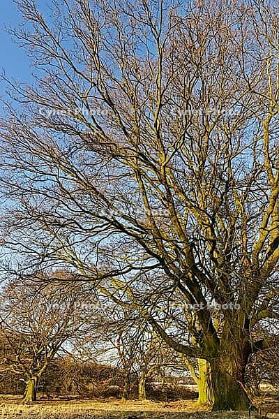 Old copper beeches (Fagus silvatica), Egelsberg nature reserve, Krefeld, North Rhine-Westphalia, Germany [IBR124637629]