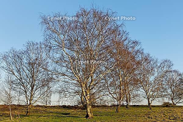 Sand birch (Betula pendula), Egelsberg nature reserve, Krefeld, North Rhine-Westphalia, Germany [IBR124637630]