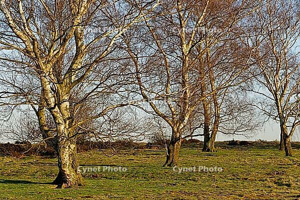 Sand birch (Betula pendula), Egelsberg nature reserve, Krefeld, North Rhine-Westphalia, Germany [IBR124637631]