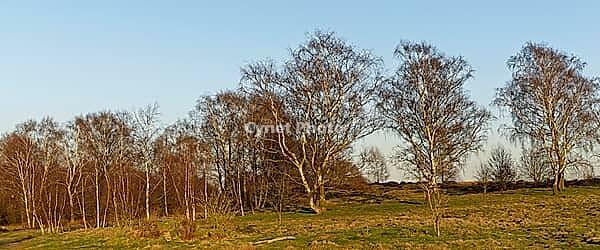 Sand birch (Betula pendula), Egelsberg nature reserve, Krefeld, North Rhine-Westphalia, Germany [IBR124637633]