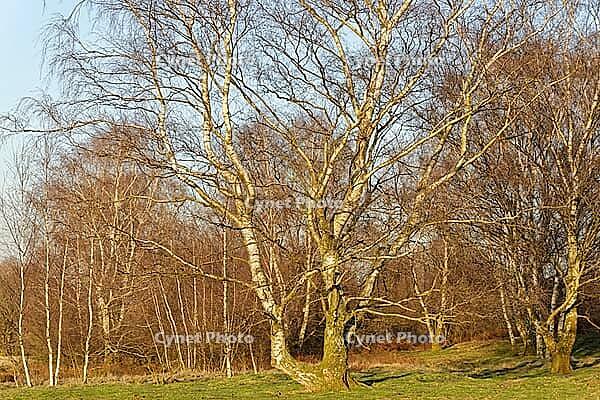 Sand birch (Betula pendula), Egelsberg nature reserve, Krefeld, North Rhine-Westphalia, Germany [IBR124637634]