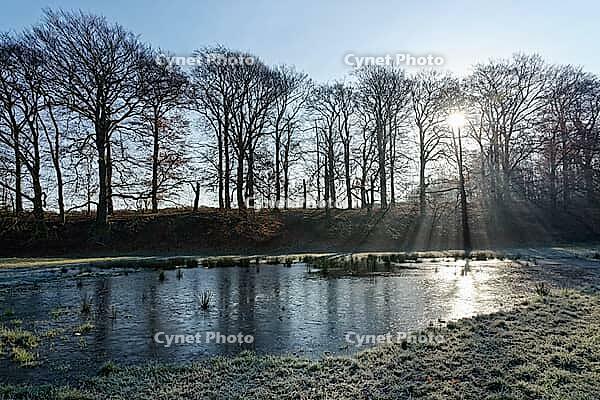European beech (Fagus silvatica) reflected in a pond, grass with hoar frost, Egelsberg nature reserve, Krefeld, North Rhine-Westphalia, Germany [IBR124637635]