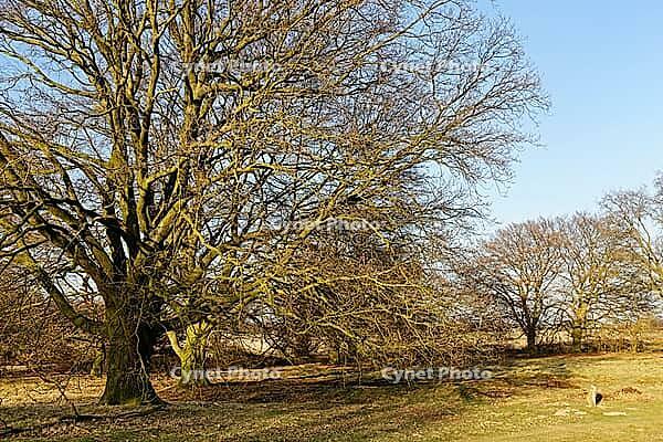 Old copper beeches (Fagus silvatica), Egelsberg nature reserve, Krefeld, North Rhine-Westphalia, Germany [IBR124637636]