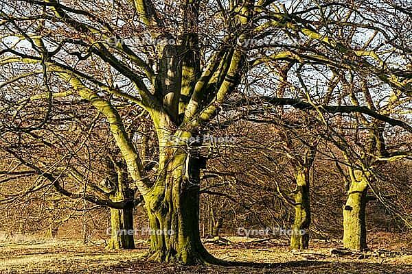 Old copper beeches (Fagus silvatica), Egelsberg nature reserve, Krefeld, North Rhine-Westphalia, Germany [IBR124637637]