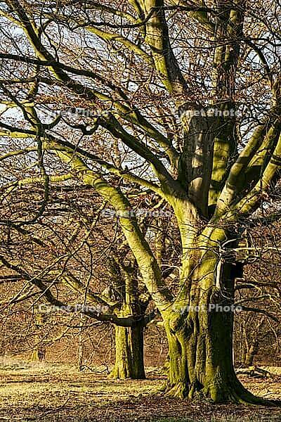 Old copper beeches (Fagus silvatica), Egelsberg nature reserve, Krefeld, North Rhine-Westphalia, Germany [IBR124637638]