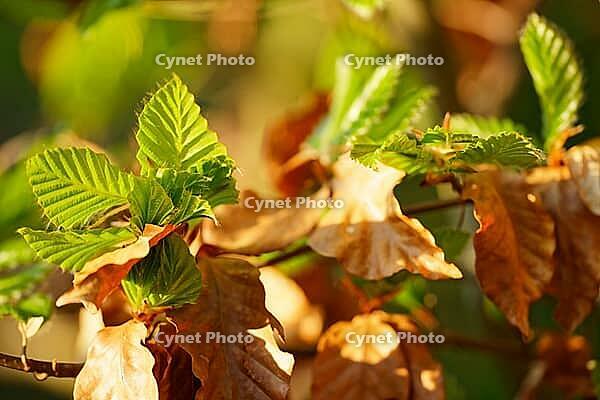 Freshly sprouting copper beech (Fagus silvatica), Kempen, North Rhine-Westphalia, Germany [IBR124637640]
