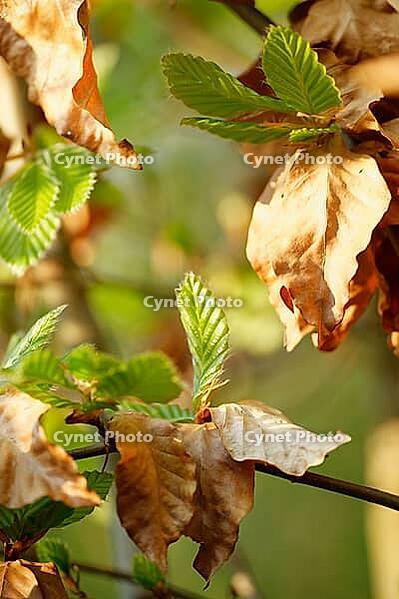 Freshly sprouting copper beech (Fagus silvatica), Kempen, North Rhine-Westphalia, Germany [IBR124637641]