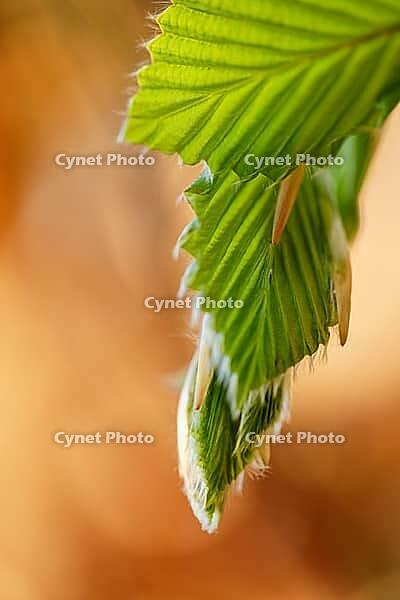 Freshly sprouting copper beech (Fagus silvatica), Kempen, North Rhine-Westphalia, Germany [IBR124637644]