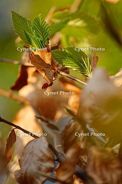 Freshly sprouting copper beech (Fagus silvatica), Kempen, North Rhine-Westphalia, Germany [IBR124637645]
