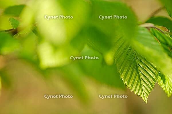 Fresh spring foliage of hornbeam (Carpinus betulus), Kempen, North Rhine-Westphalia, Germany [IBR124637647]