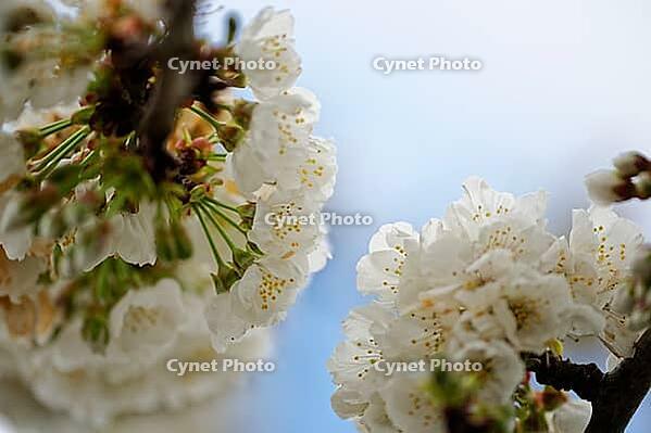 Apricot tree blossoms (Prunus armeniaca), Loureira, Leiria district, Centro region, Portugal [IBR124637649]