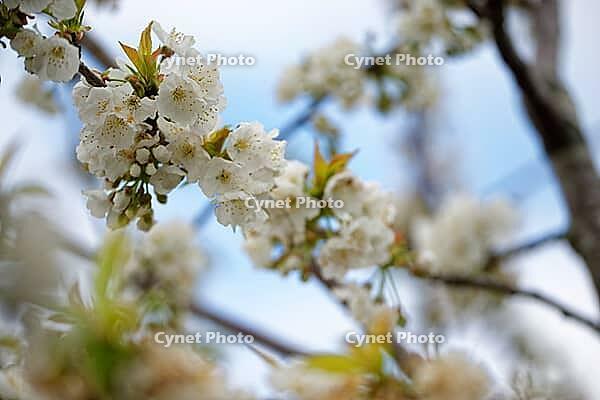 Apricot tree blossoms (Prunus armeniaca), Loureira, Leiria district, Centro region, Portugal [IBR124637650]