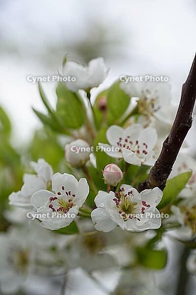 Apricot tree blossoms (Prunus armeniaca), Loureira, Leiria district, Centro region, Portugal [IBR124637651]