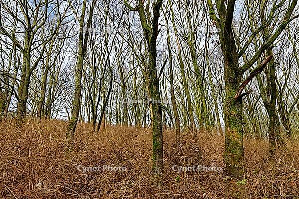 English oaks (Quercus robur), Hülser Bruch, Krefeld, North Rhine-Westphalia, Germany [IBR124637652]