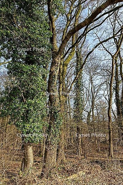 English oak (Quercus robur) overgrown with ivy (Hedera helix), Henoumontwald nature reserve, Krefeld, North Rhine-Westphalia, Germany [IBR124637653]