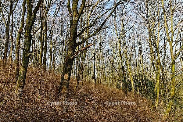 English oaks (Quercus robur), Hülser Bruch, Krefeld, North Rhine-Westphalia, Germany [IBR124637654]