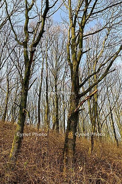 English oaks (Quercus robur), Hülser Bruch, Krefeld, North Rhine-Westphalia, Germany [IBR124637655]