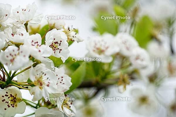 Apricot tree blossoms (Prunus armeniaca), Loureira, Leiria district, Centro region, Portugal [IBR124637656]