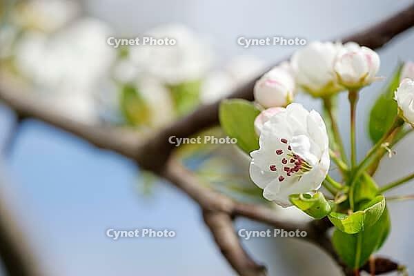 Apricot tree blossoms (Prunus armeniaca), Loureira, Leiria district, Centro region, Portugal [IBR124637657]