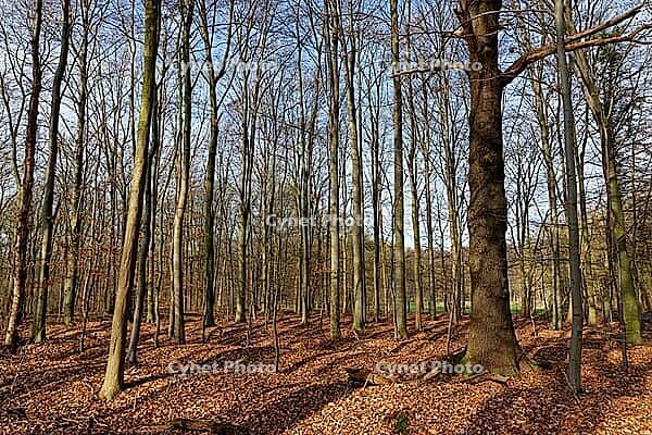 English oak (Quercus robur) in red beech forest (Fagus silvatica), Hülser Bruch, Krefeld, North Rhine-Westphalia, Germany [IBR124637658]