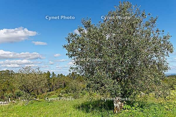 Olive tree (Olive europaea), Loureira, Leiria district, Centro region, Portugal [IBR124637659]