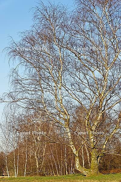 Sand birch (Betula pendula), Egelsberg nature reserve, Krefeld, North Rhine-Westphalia, Germany [IBR124637660]