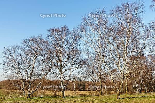 Sand birch (Betula pendula), Egelsberg nature reserve, Krefeld, North Rhine-Westphalia, Germany [IBR124637661]