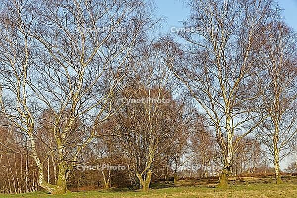 Sand birch (Betula pendula), Egelsberg nature reserve, Krefeld, North Rhine-Westphalia, Germany [IBR124637662]