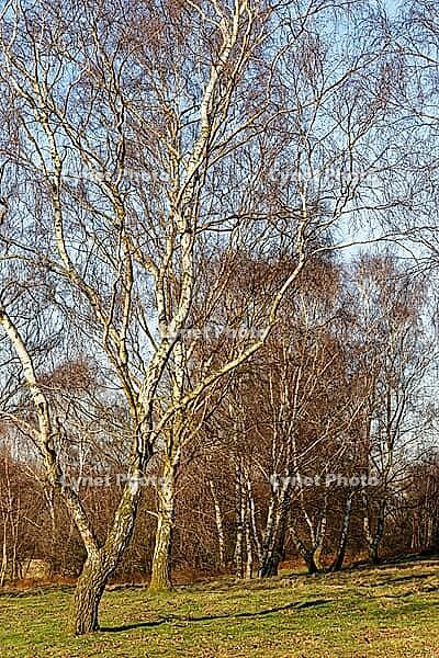Sand birch (Betula pendula), Egelsberg nature reserve, Krefeld, North Rhine-Westphalia, Germany [IBR124637663]