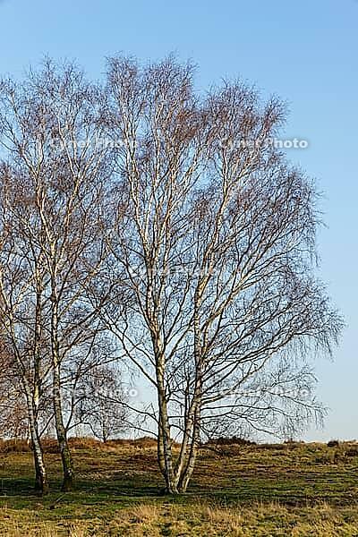 Sand birch (Betula pendula), Egelsberg nature reserve, Krefeld, North Rhine-Westphalia, Germany [IBR124637664]