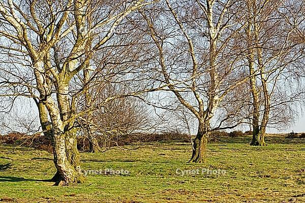 Sand birch (Betula pendula), Egelsberg nature reserve, Krefeld, North Rhine-Westphalia, Germany [IBR124637665]