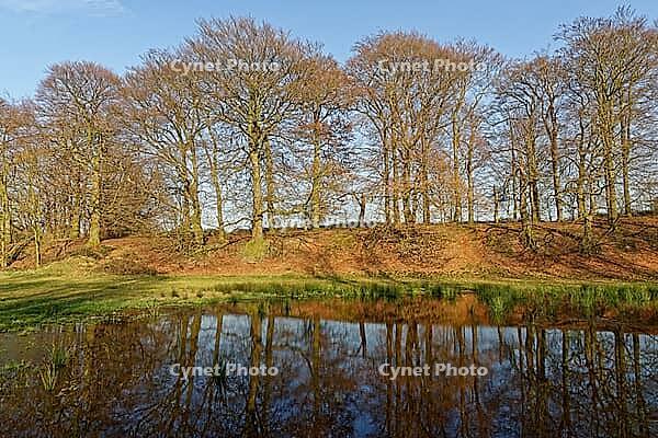 European beech (Fagus silvatica) reflected in a pond, Egelsberg nature reserve, Krefeld, North Rhine-Westphalia, Germany [IBR124637666]