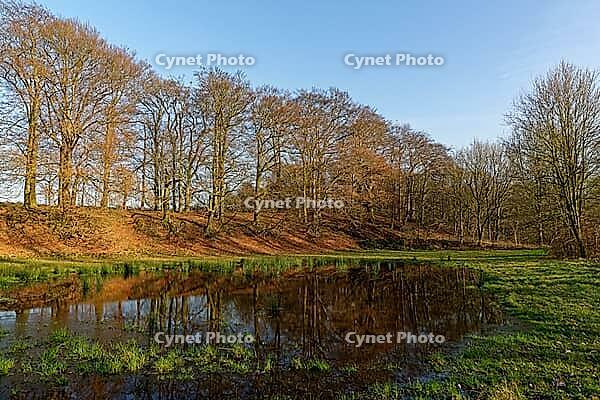 European beech (Fagus silvatica) reflected in a pond, Egelsberg nature reserve, Krefeld, North Rhine-Westphalia, Germany [IBR124637667]