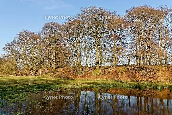 European beech (Fagus silvatica) reflected in a pond, Egelsberg nature reserve, Krefeld, North Rhine-Westphalia, Germany [IBR124637668]