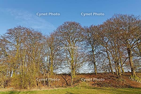 European beech (Fagus silvatica), Egelsberg nature reserve, Krefeld, North Rhine-Westphalia, Germany [IBR124637669]