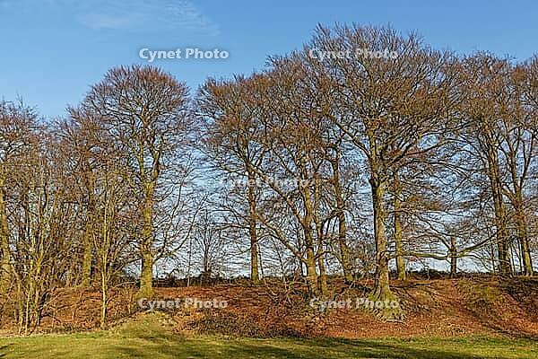 European beech (Fagus silvatica), Egelsberg nature reserve, Krefeld, North Rhine-Westphalia, Germany [IBR124637670]
