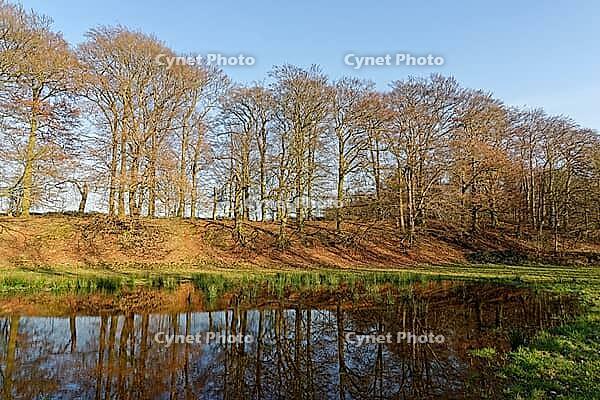 European beech (Fagus silvatica) reflected in a pond, Egelsberg nature reserve, Krefeld, North Rhine-Westphalia, Germany [IBR124637671]