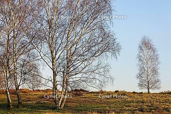 Sand birch (Betula pendula), Egelsberg nature reserve, Krefeld, North Rhine-Westphalia, Germany [IBR124637672]