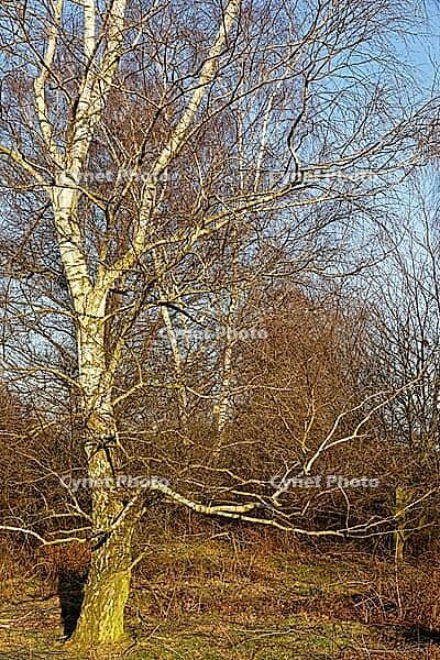 Sand birch (Betula pendula), Egelsberg nature reserve, Krefeld, North Rhine-Westphalia, Germany [IBR124637673]