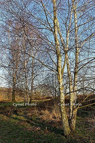 Sand birch (Betula pendula), Egelsberg nature reserve, Krefeld, North Rhine-Westphalia, Germany [IBR124637674]